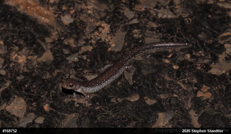 Eastern Red-backed  Salamander