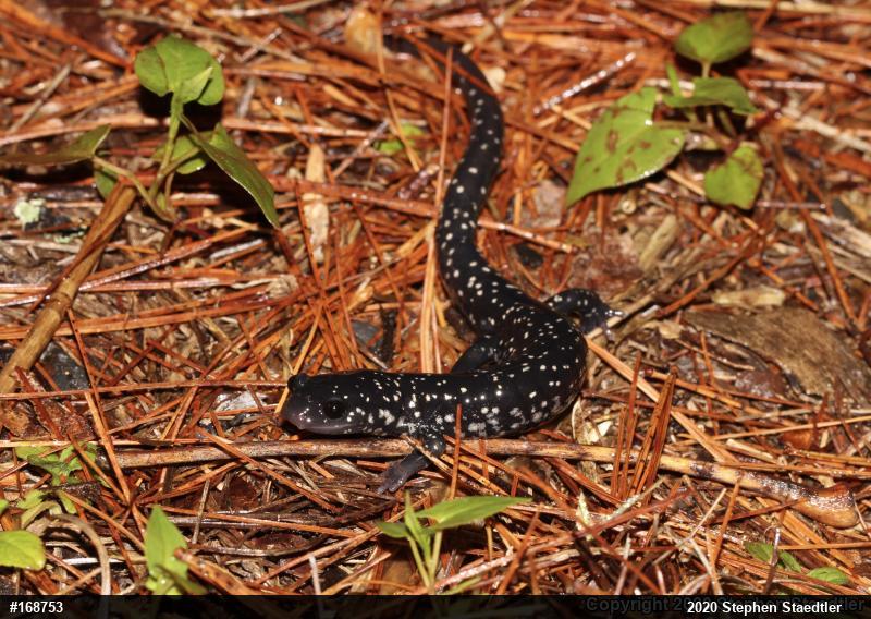 Northern Slimy Salamander