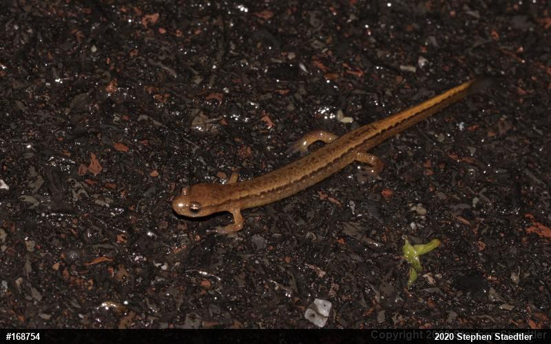Northern Two-lined Salamander
