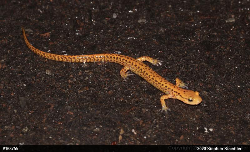 Eastern Long-tailed Salamander