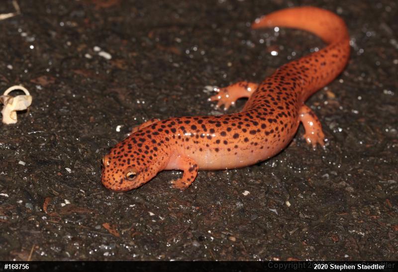 Northern Red Salamander
