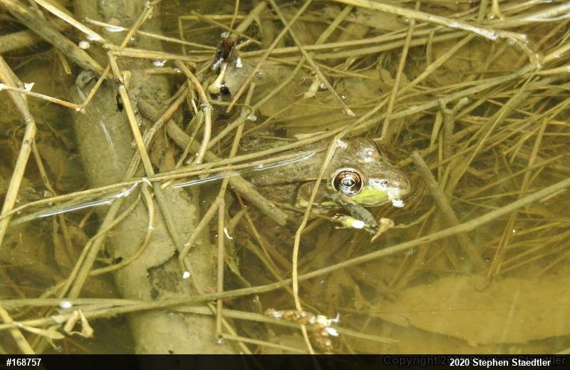Green Frog