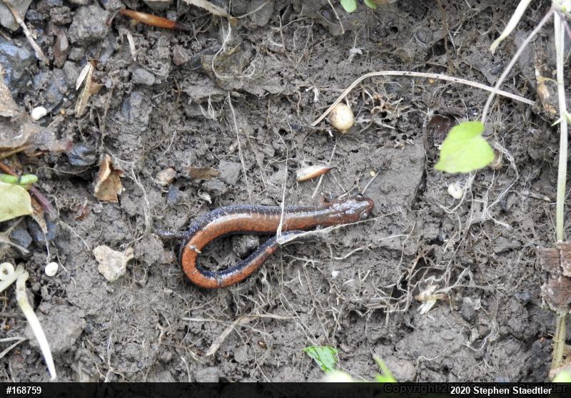 Eastern Red-backed  Salamander