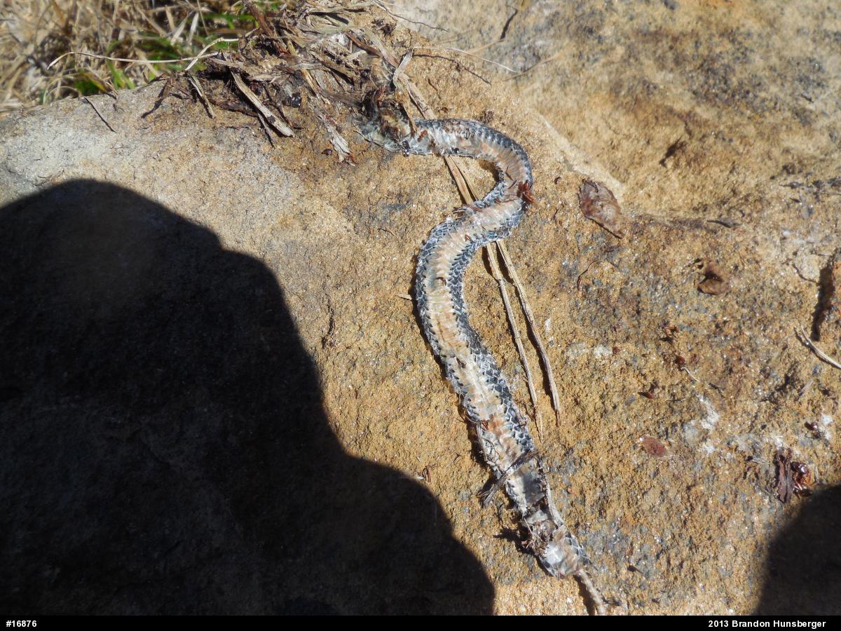 Northern Ring-necked Snake