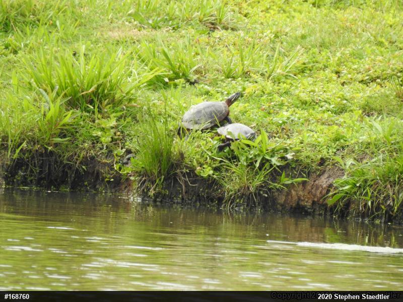 Eastern Painted Turtle