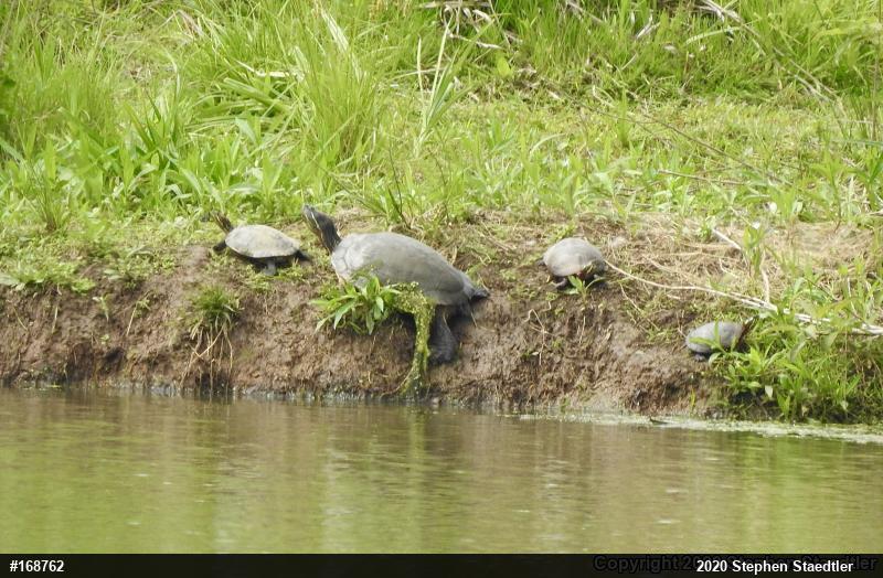 Red-eared Slider