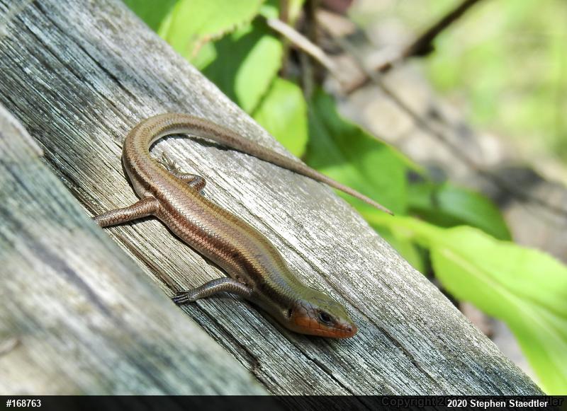 Common Five-lined Skink
