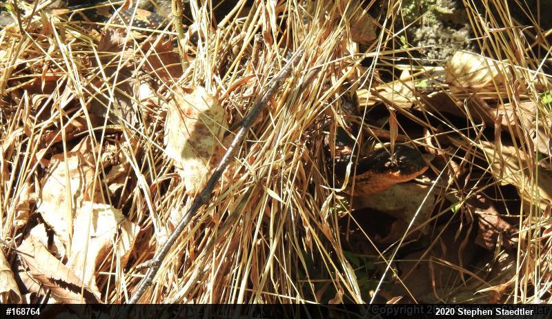 Eastern Hog-nosed Snake