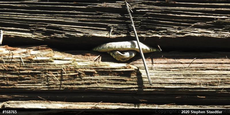 Eastern Ratsnake