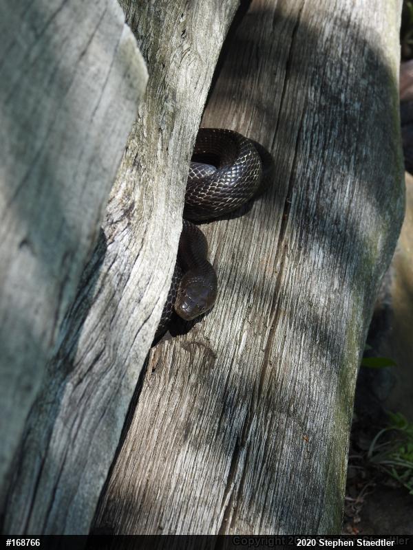 Eastern Ratsnake