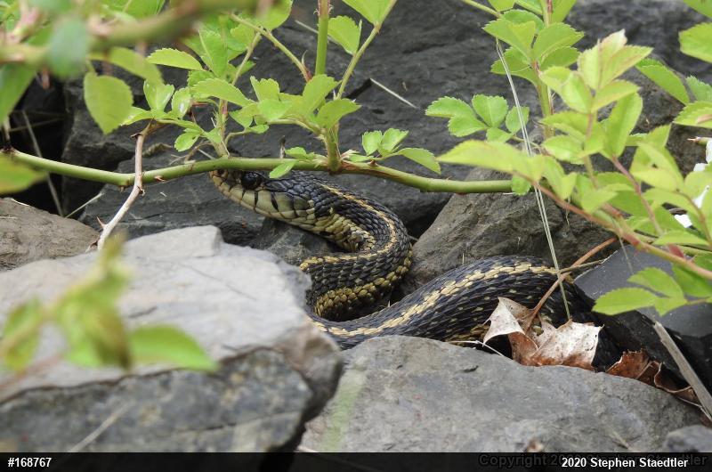 Eastern Gartersnake