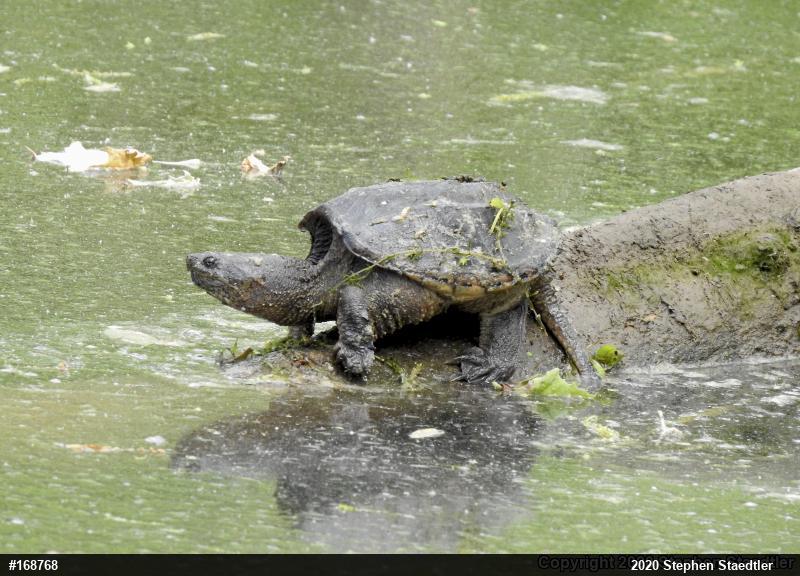 Snapping Turtle