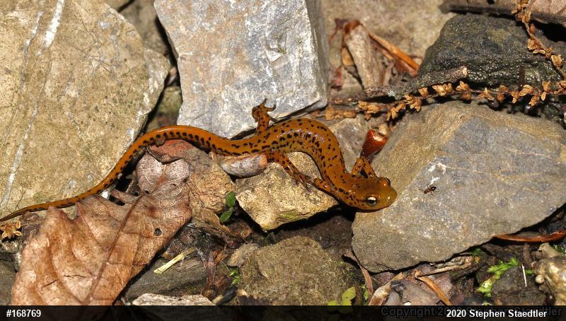 Eastern Long-tailed Salamander