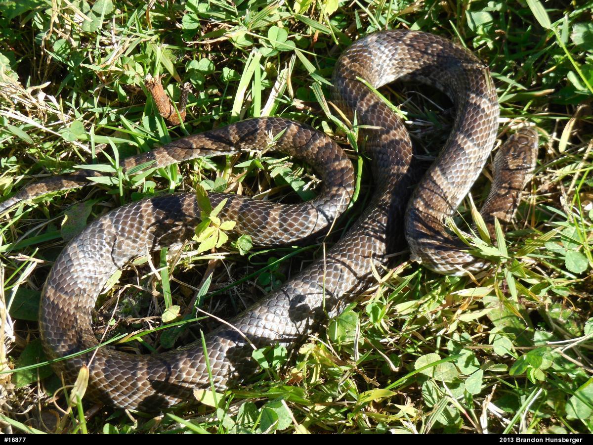 Eastern Milksnake