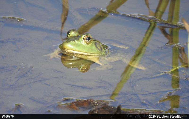 American Bullfrog
