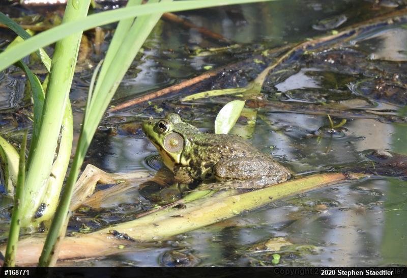 Green Frog