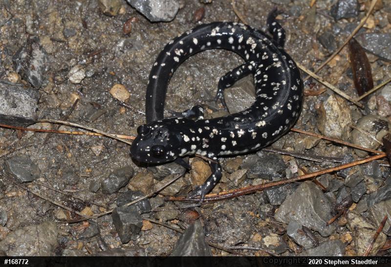 Northern Slimy Salamander
