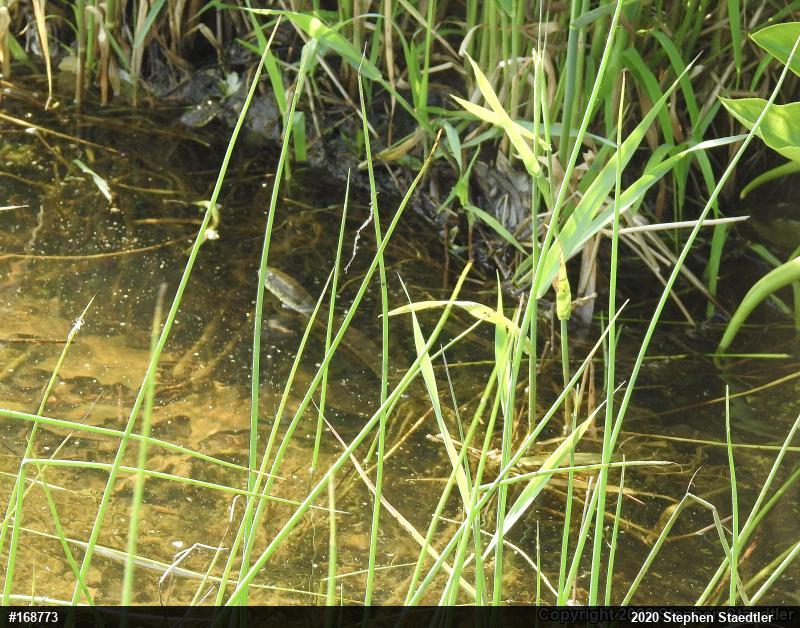 Northern Watersnake