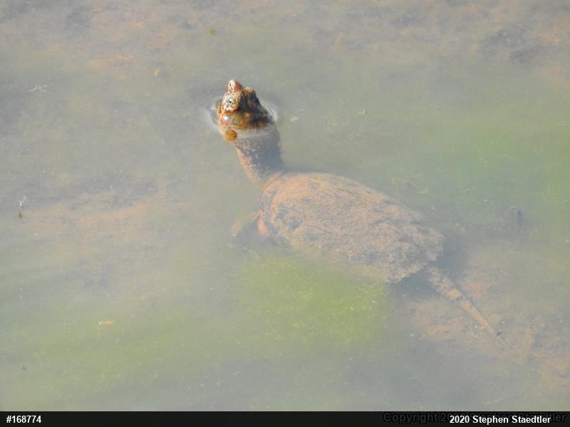Snapping Turtle