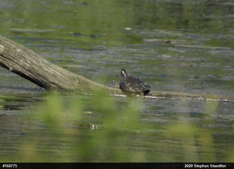 Painted Turtle