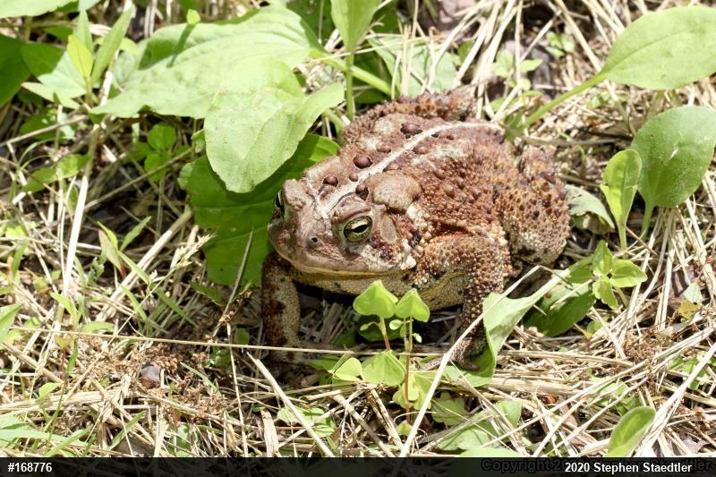 Eastern American Toad