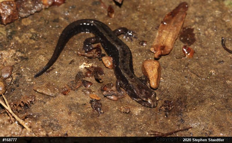 Allegheny Mountain Dusky Salamander