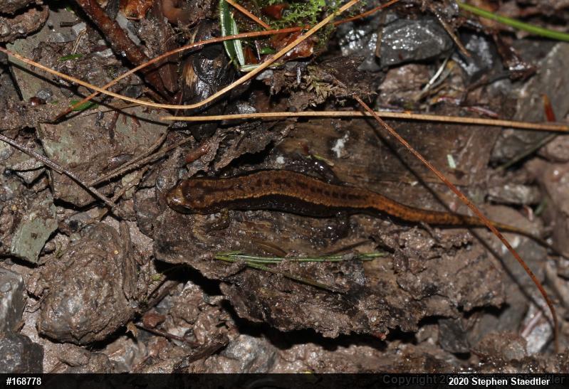 Allegheny Mountain Dusky Salamander