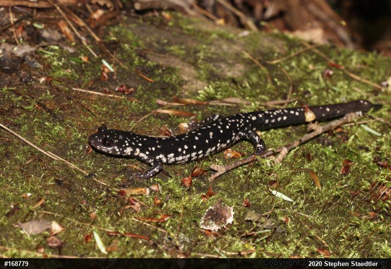 Northern Slimy Salamander