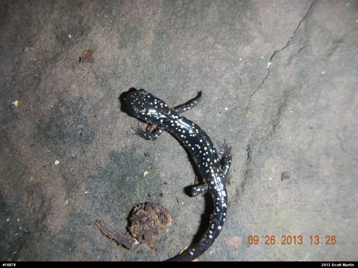 Northern Slimy Salamander