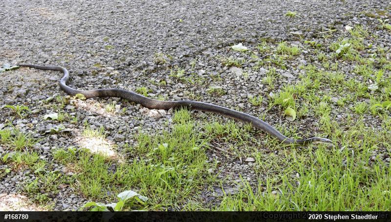 Eastern Ratsnake