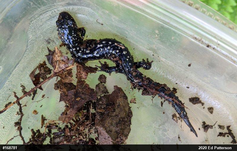 Northern Slimy Salamander
