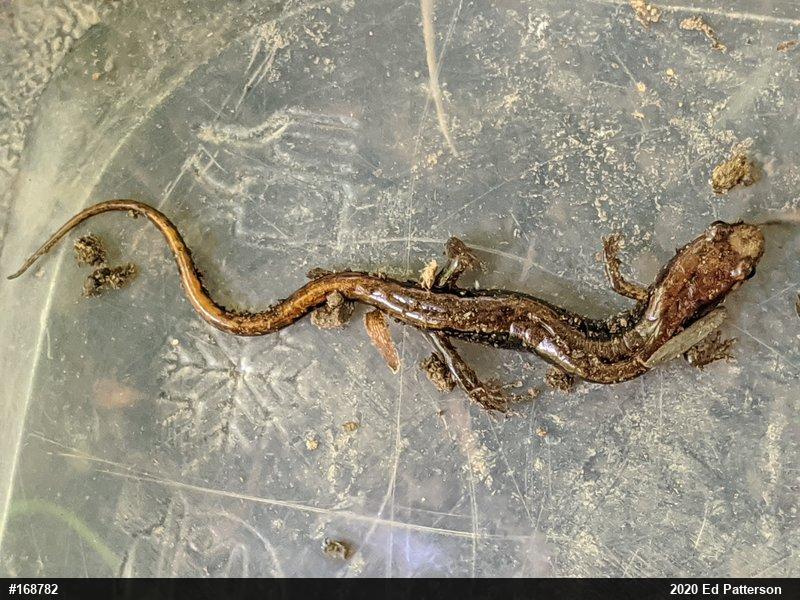 Allegheny Mountain Dusky Salamander