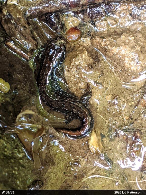 Northern Dusky Salamander