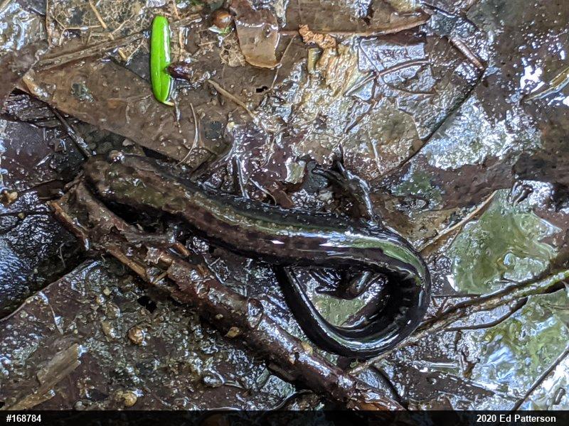 Allegheny Mountain Dusky Salamander