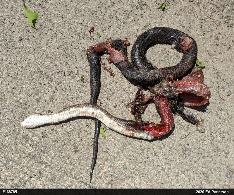 Eastern Ratsnake