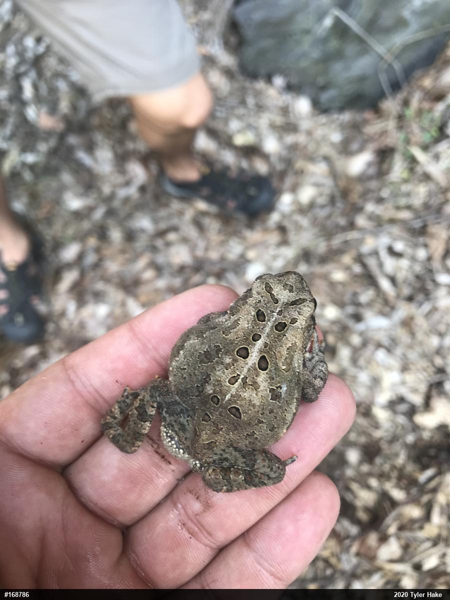 Eastern American Toad
