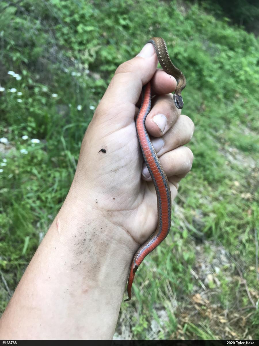 Red-bellied Snake