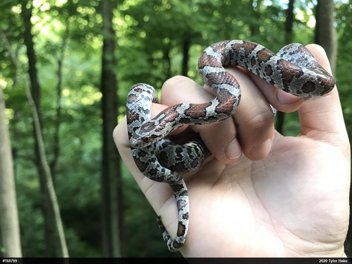 Eastern Milksnake