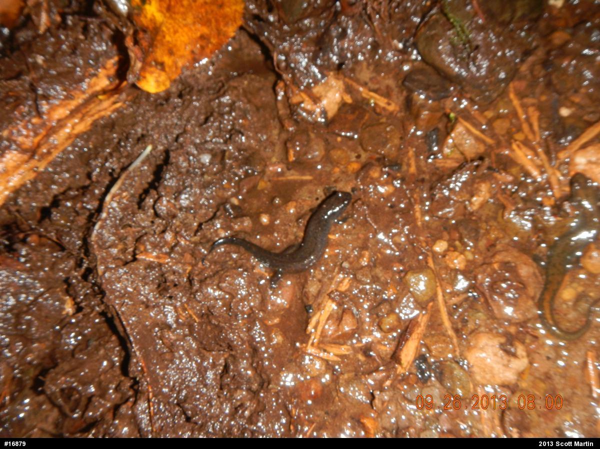 Northern Dusky Salamander