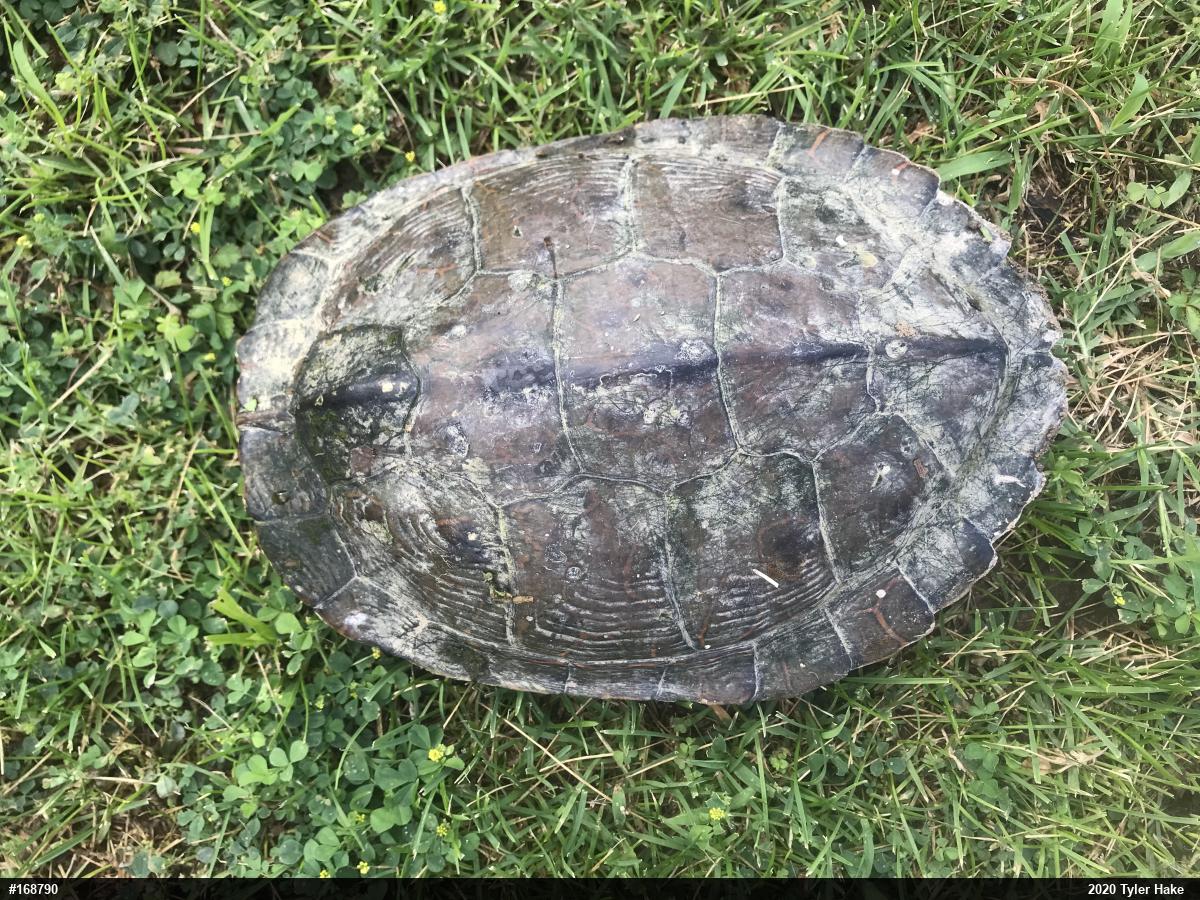 Northern Map Turtle