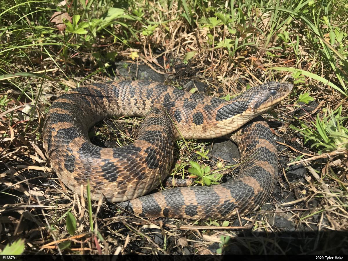 Eastern Hog-nosed Snake