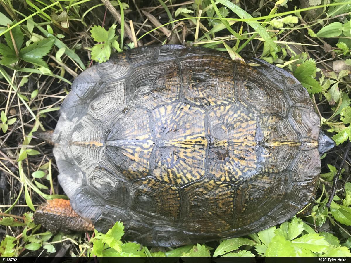 Wood Turtle