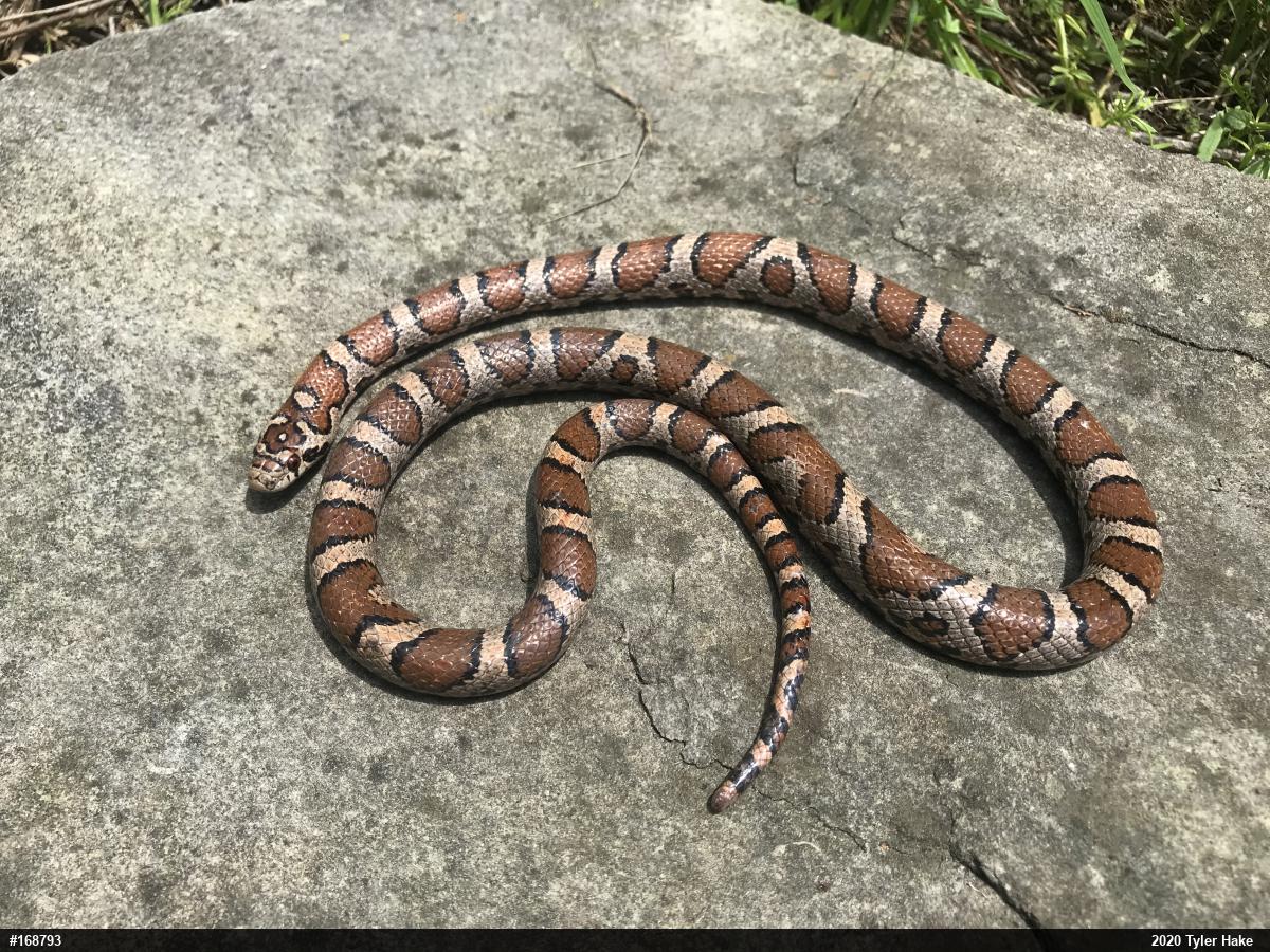 Eastern Milksnake