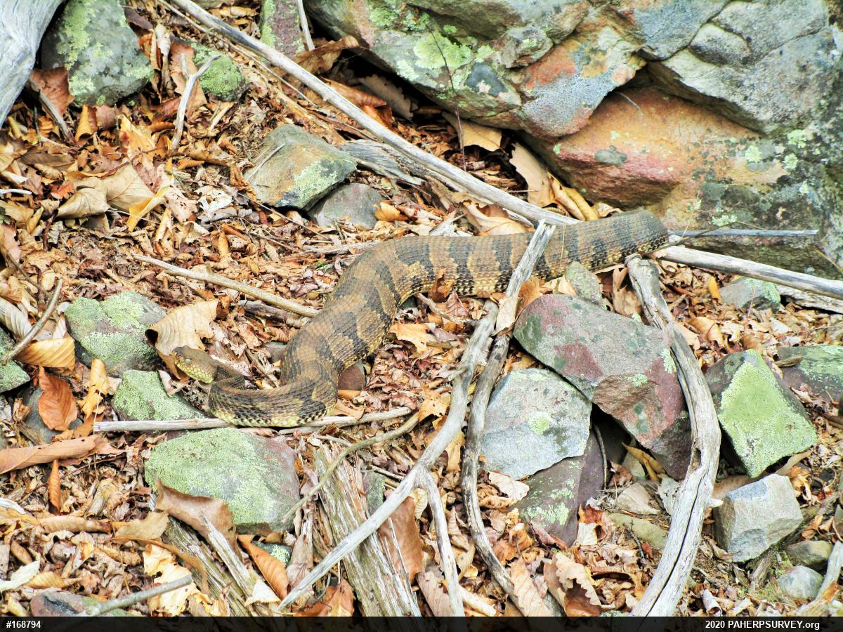 Timber Rattlesnake