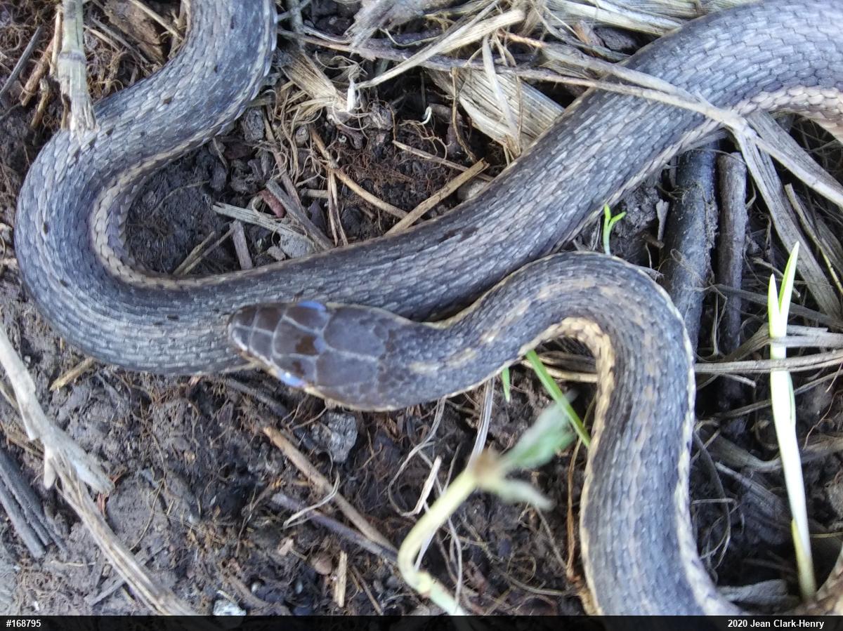 Eastern Gartersnake