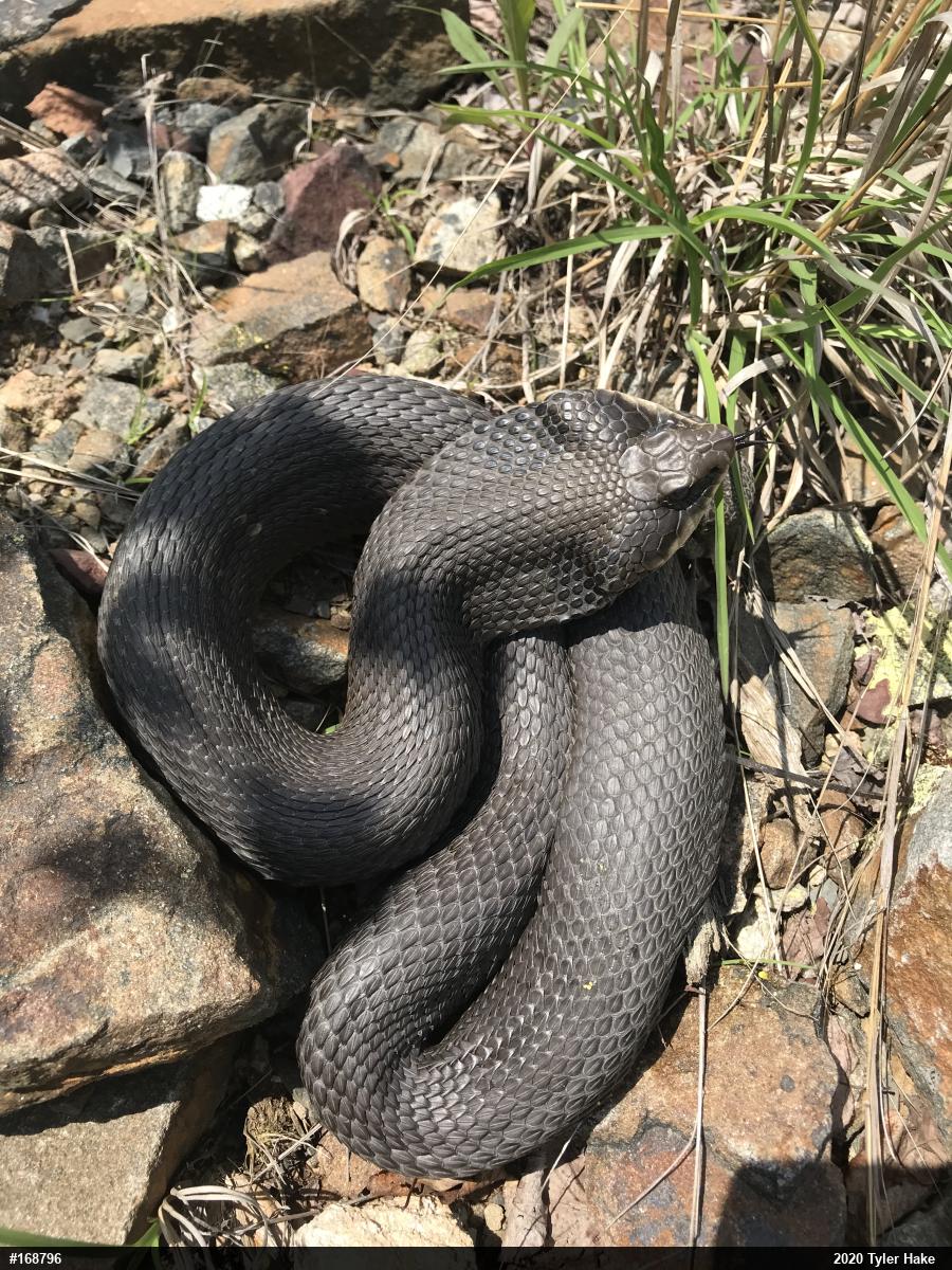 Eastern Hog-nosed Snake
