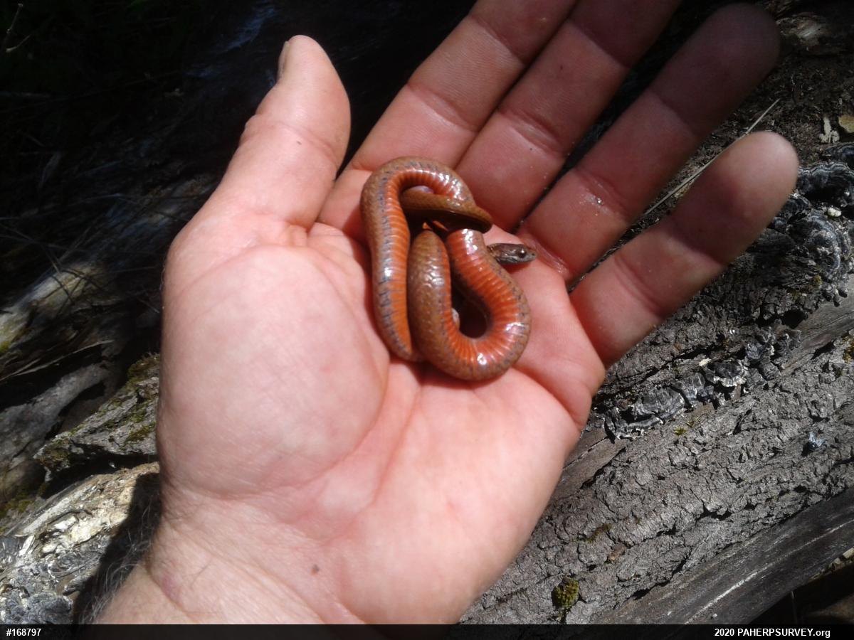 Red-bellied Snake