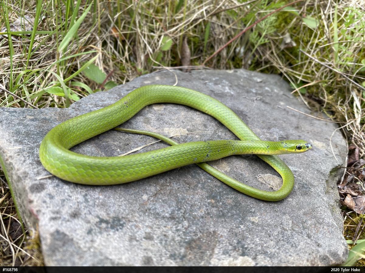 Smooth Greensnake