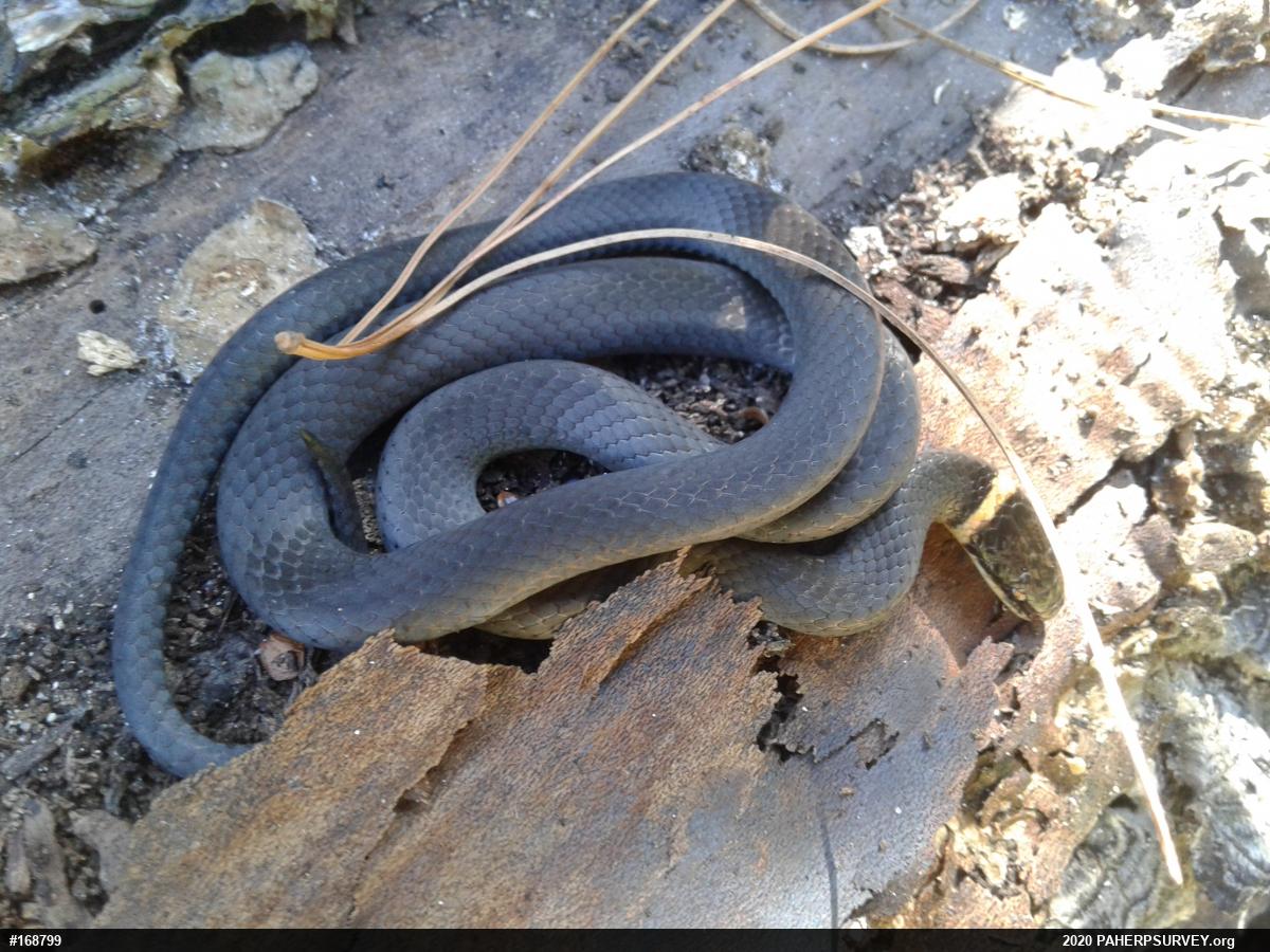 Northern Ring-necked Snake
