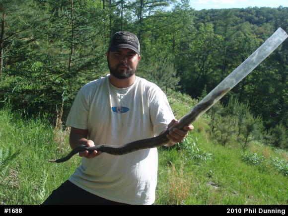 Timber Rattlesnake
